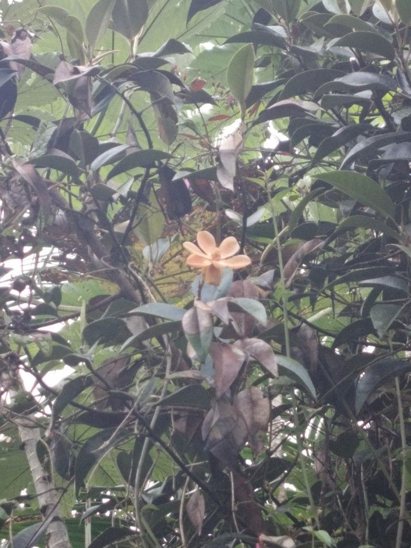 Laurel Magnolia photo 5