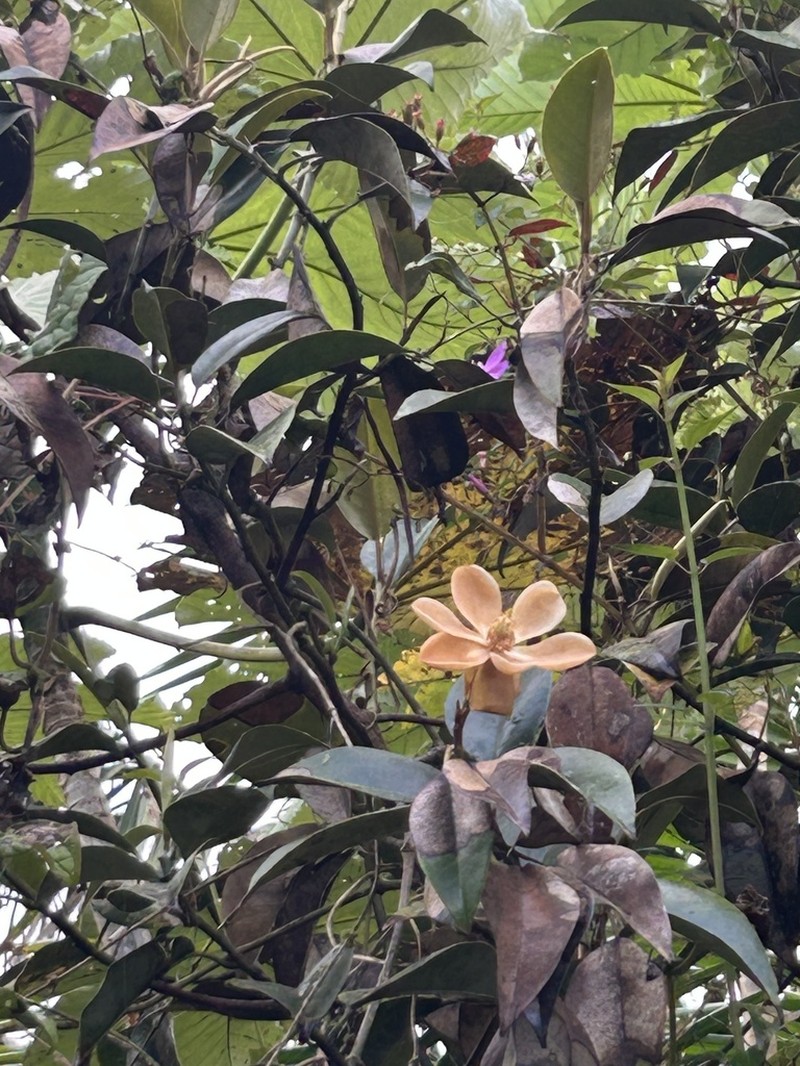 Laurel Magnolia photo 6