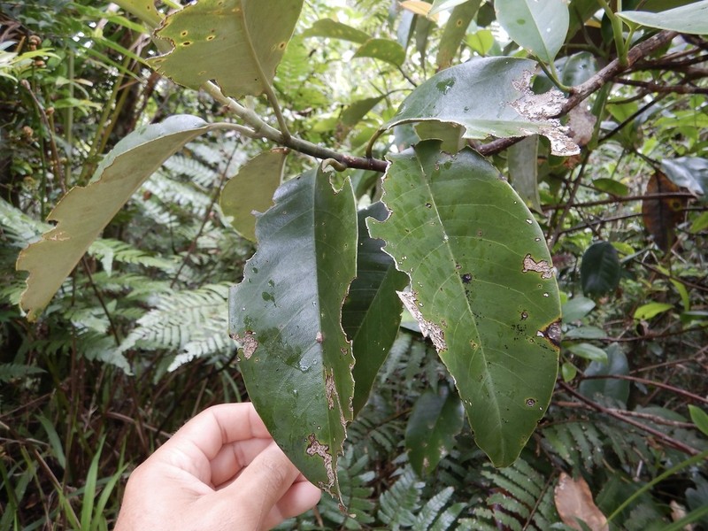 Laurel Magnolia photo 8