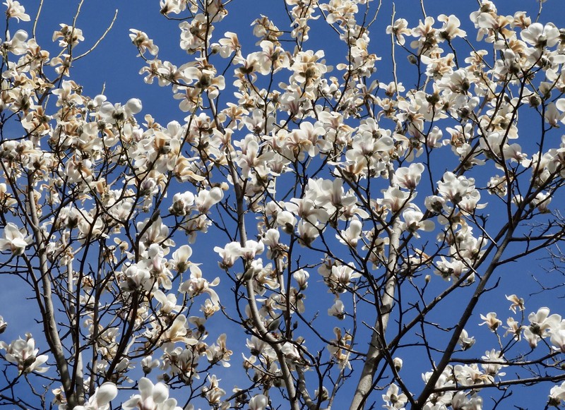 Magnolia sprengeri