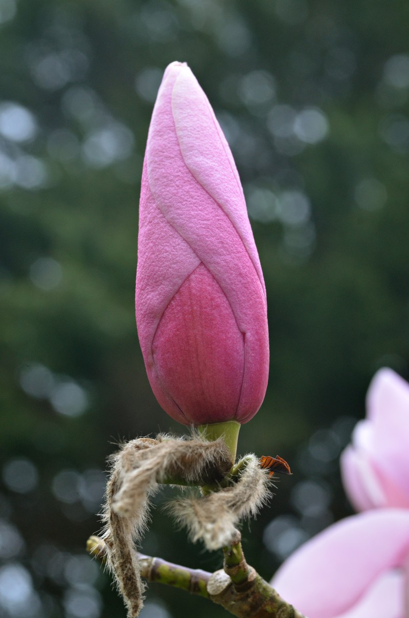 Magnolia sprengeri photo 2