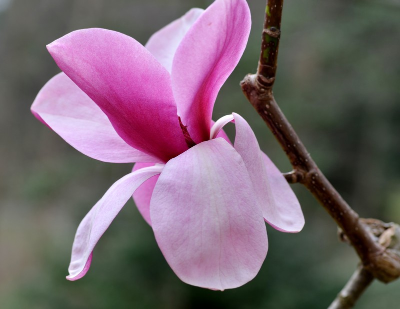 Magnolia sprengeri photo 3