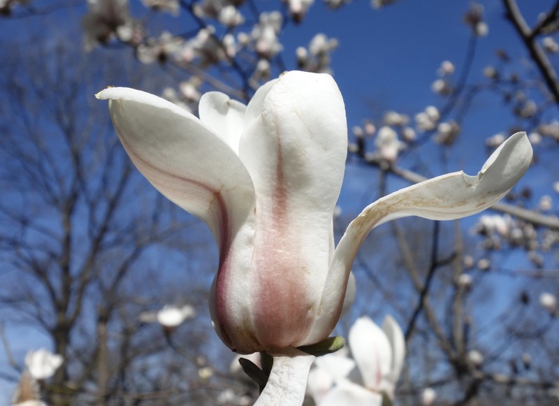 Magnolia sprengeri photo 5
