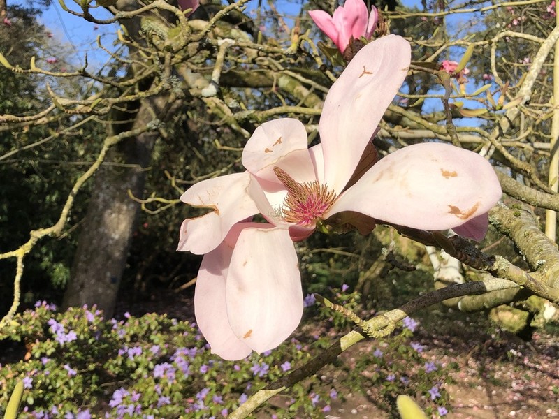 Magnolia sprengeri photo 6