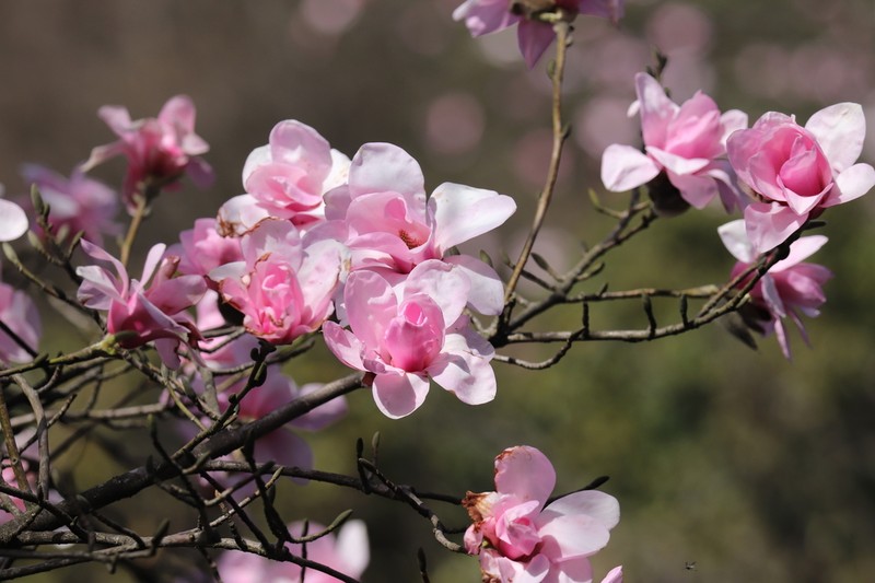 Magnolia sprengeri photo 7