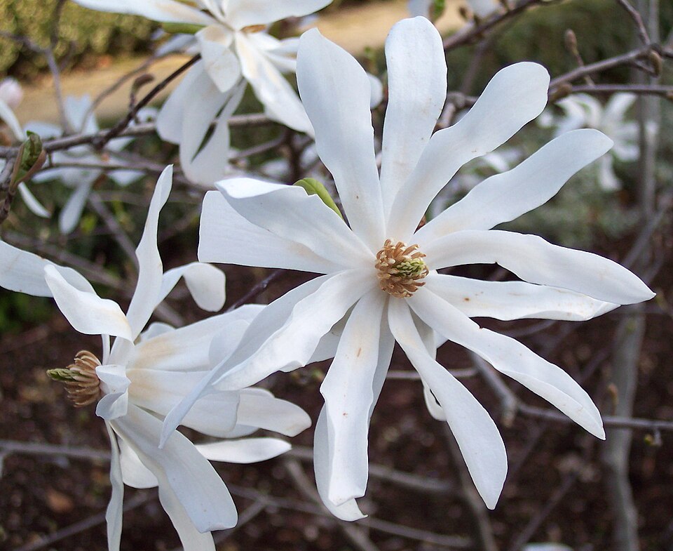 Star Magnolia photo 2