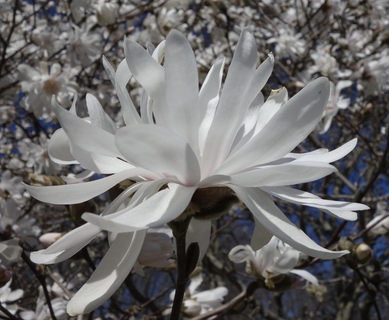 Star Magnolia photo 3