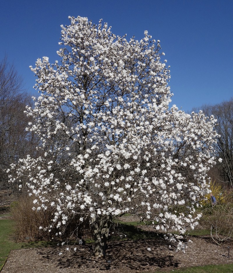 Star Magnolia photo 5