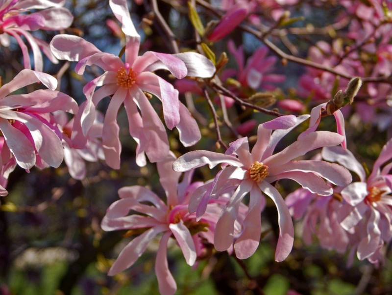 Star Magnolia photo 3