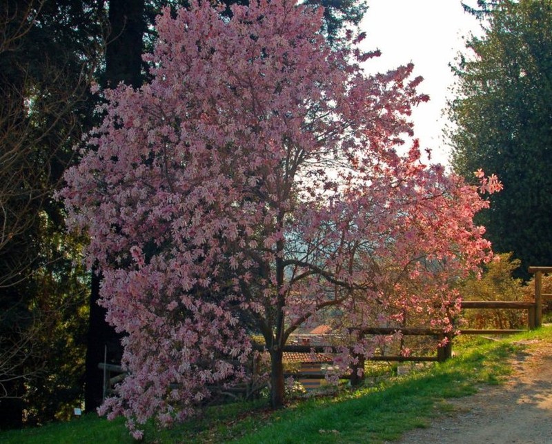 Star Magnolia photo 4