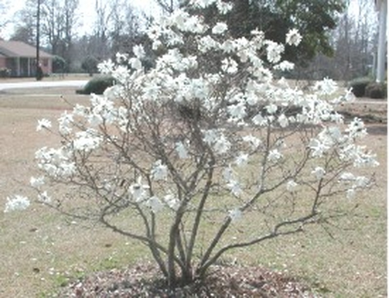 Star Magnolia photo 5