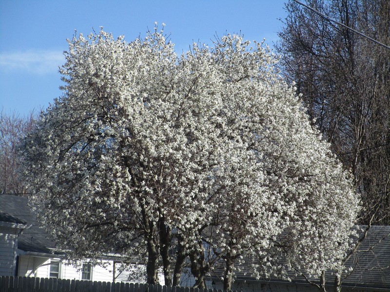 Star Magnolia photo 6