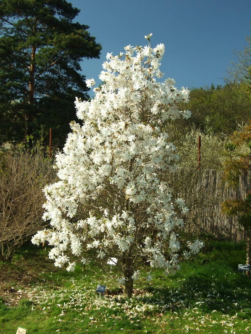 Star Magnolia photo 7