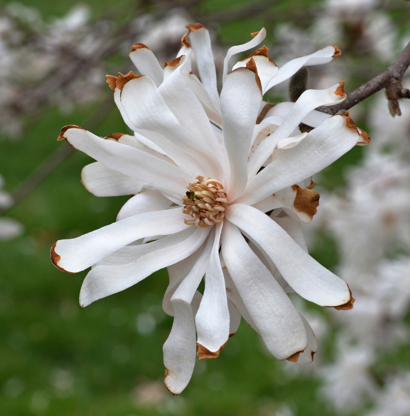 Star Magnolia photo 8