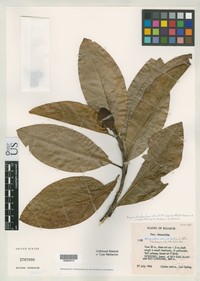 Magnolia striatifolia