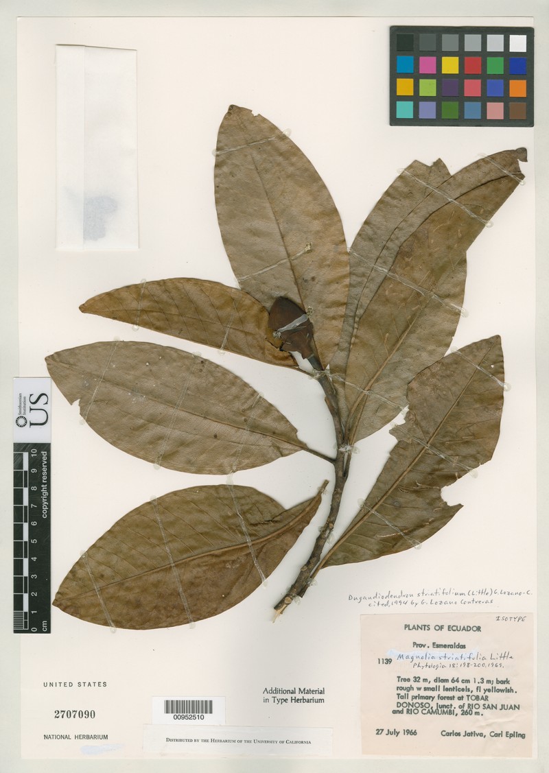 Magnolia striatifolia