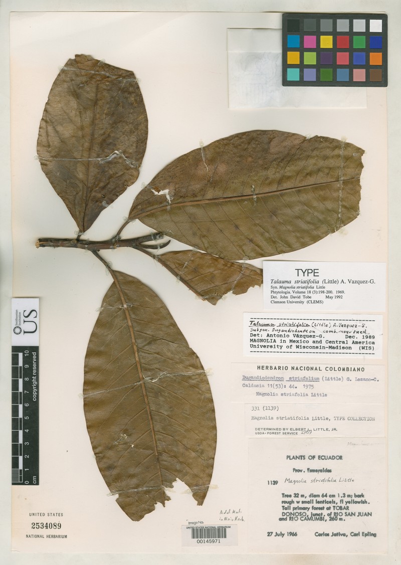 Magnolia striatifolia photo 2