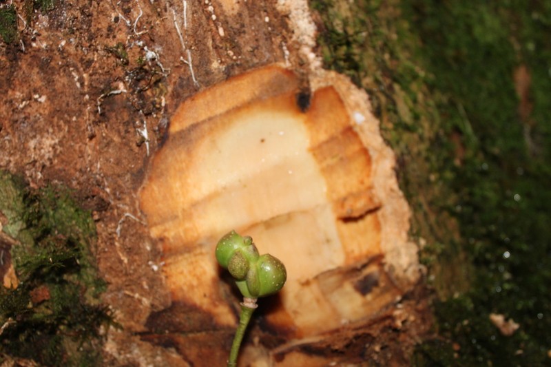Magnolia sulawesiana