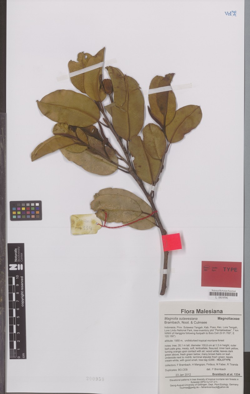 Magnolia sulawesiana photo 4