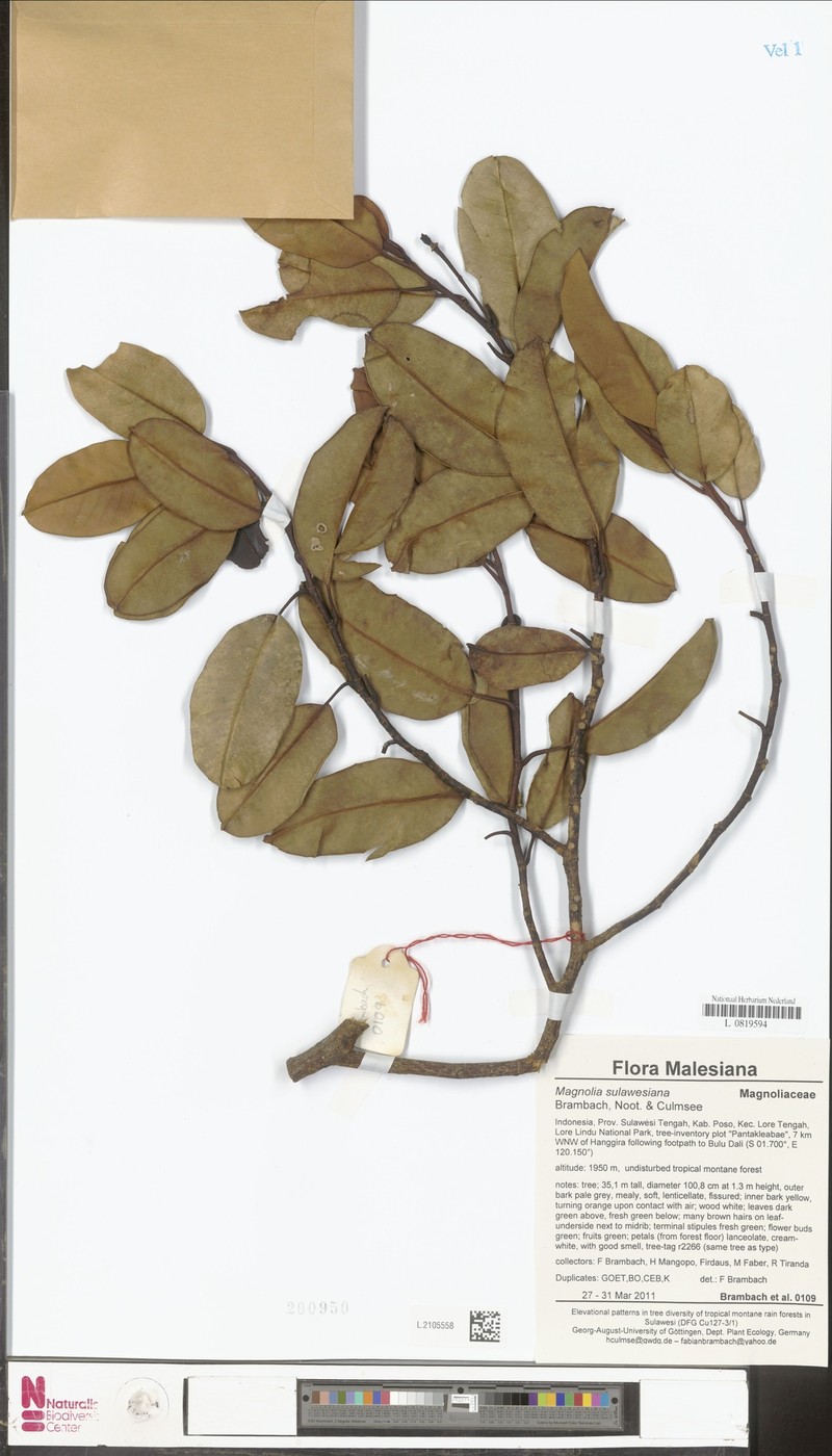 Magnolia sulawesiana photo 5
