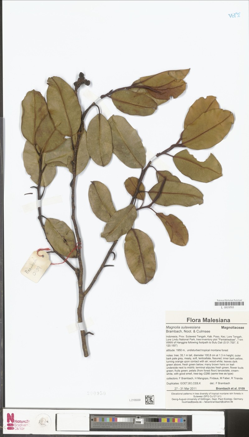 Magnolia sulawesiana photo 6