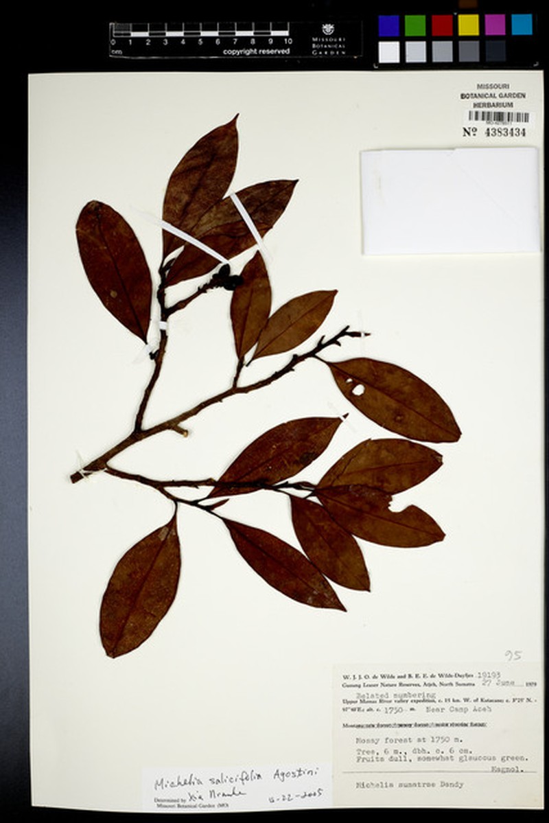 Magnolia sumatrae photo 4