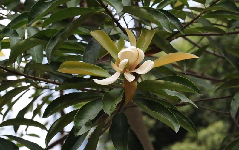 Magnolia sumatrana