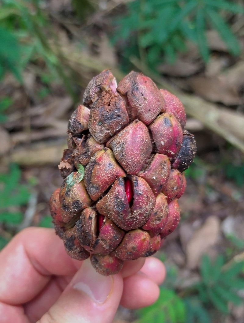 Magnolia sumatrana photo 2