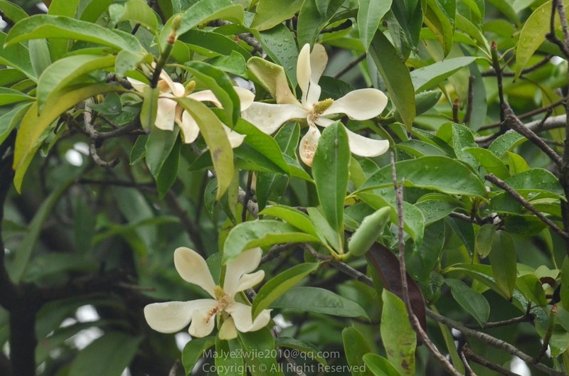 Magnolia sumatrana photo 3