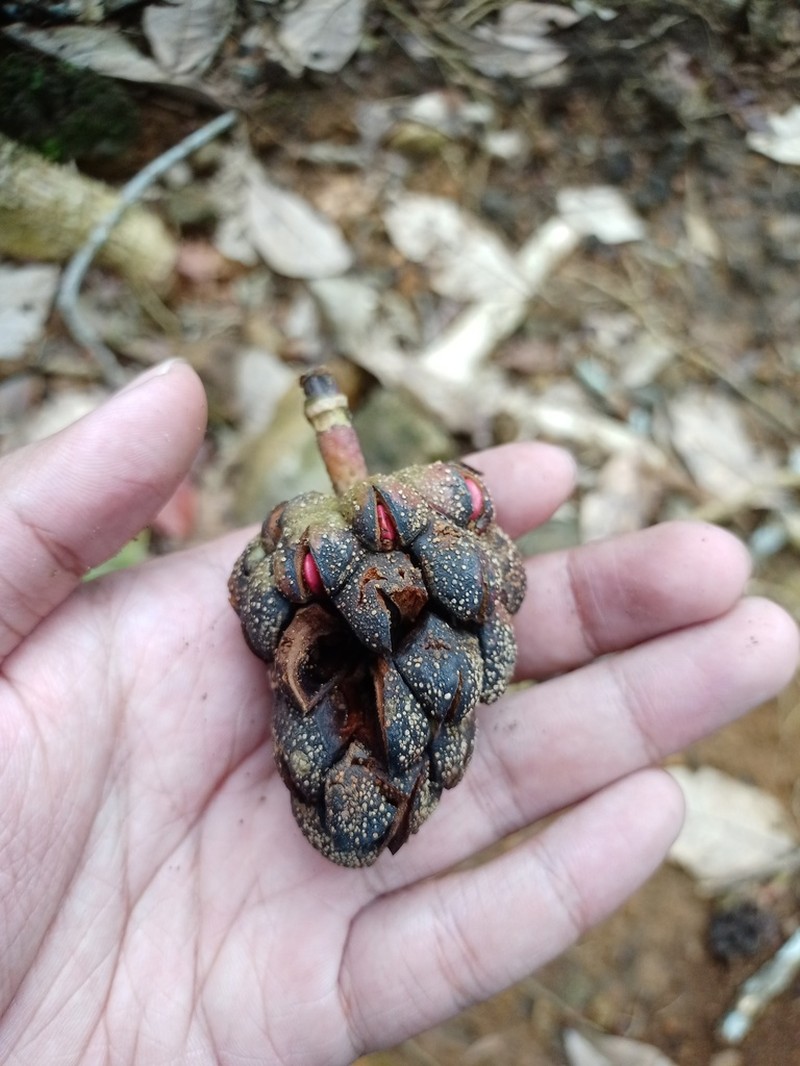 Magnolia sumatrana photo 4