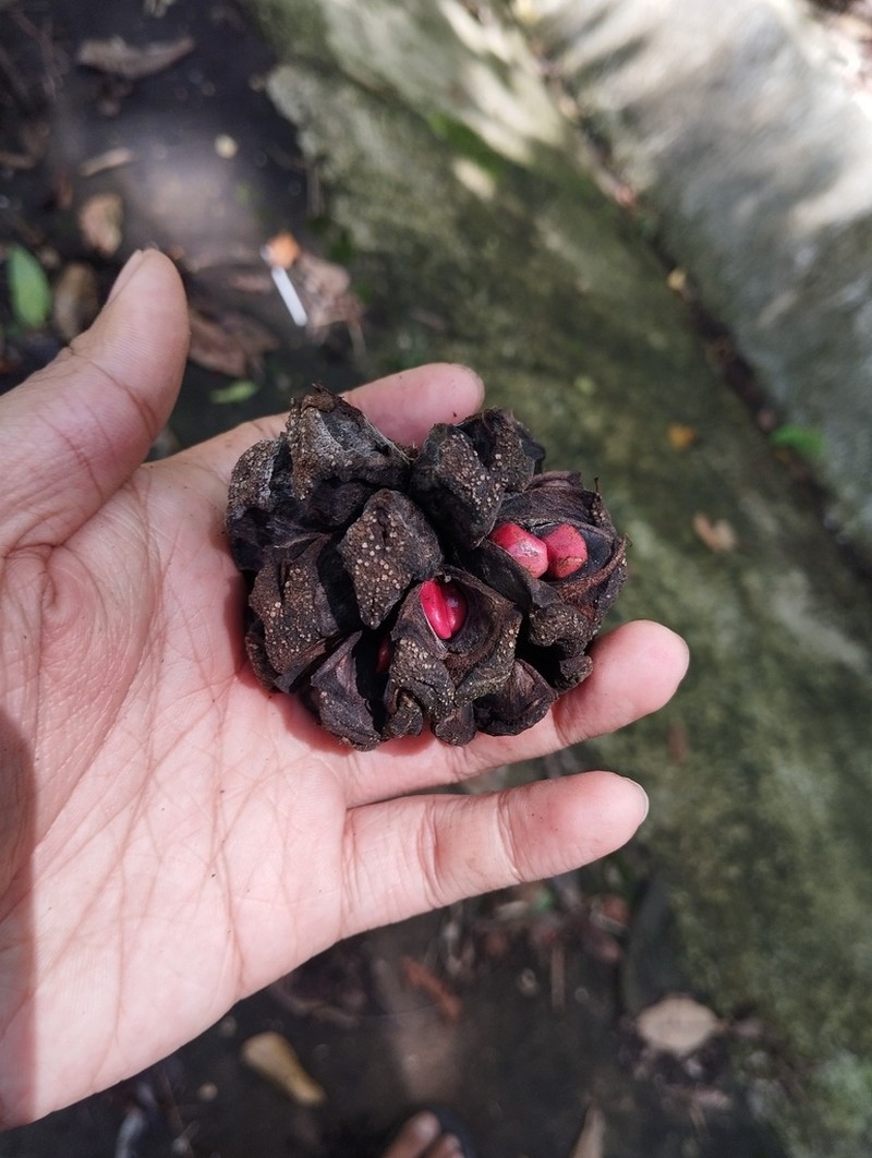 Magnolia sumatrana photo 5