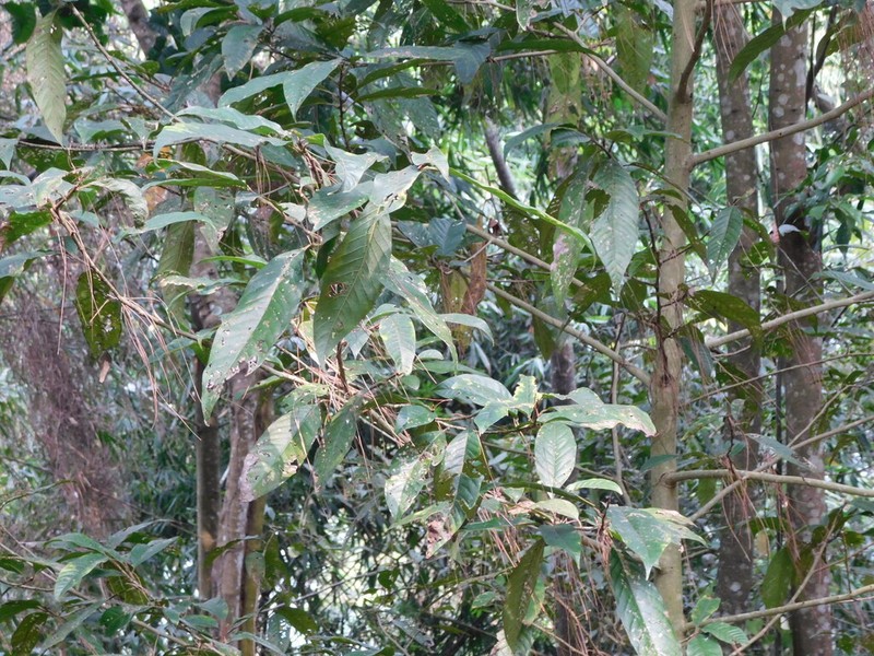 Magnolia sumatrana photo 6