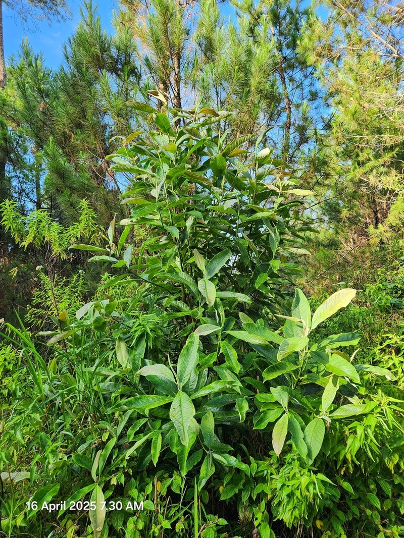 Magnolia sumatrana photo 7