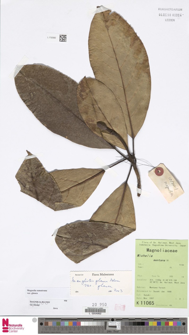 Magnolia sumatrana var. glauca photo 2