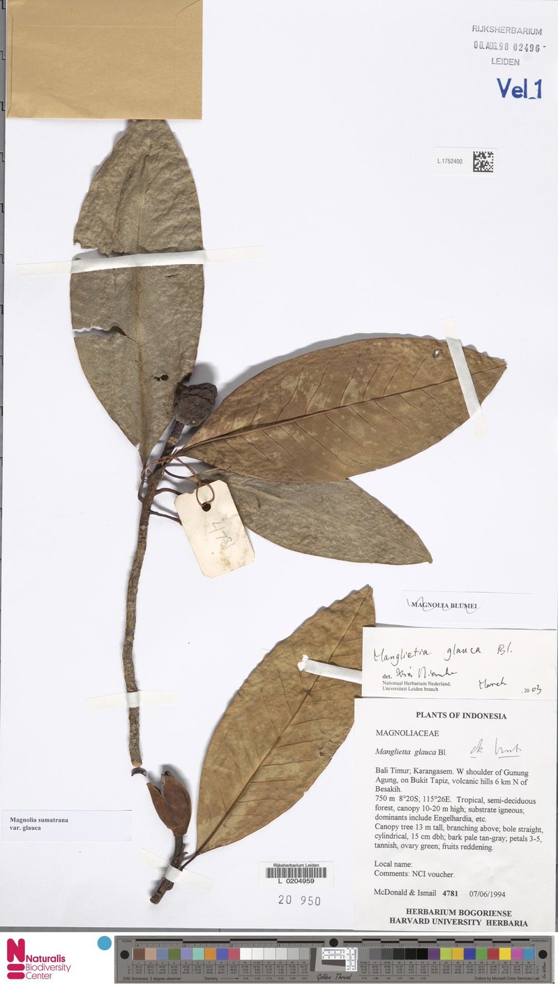 Magnolia sumatrana var. glauca photo 3