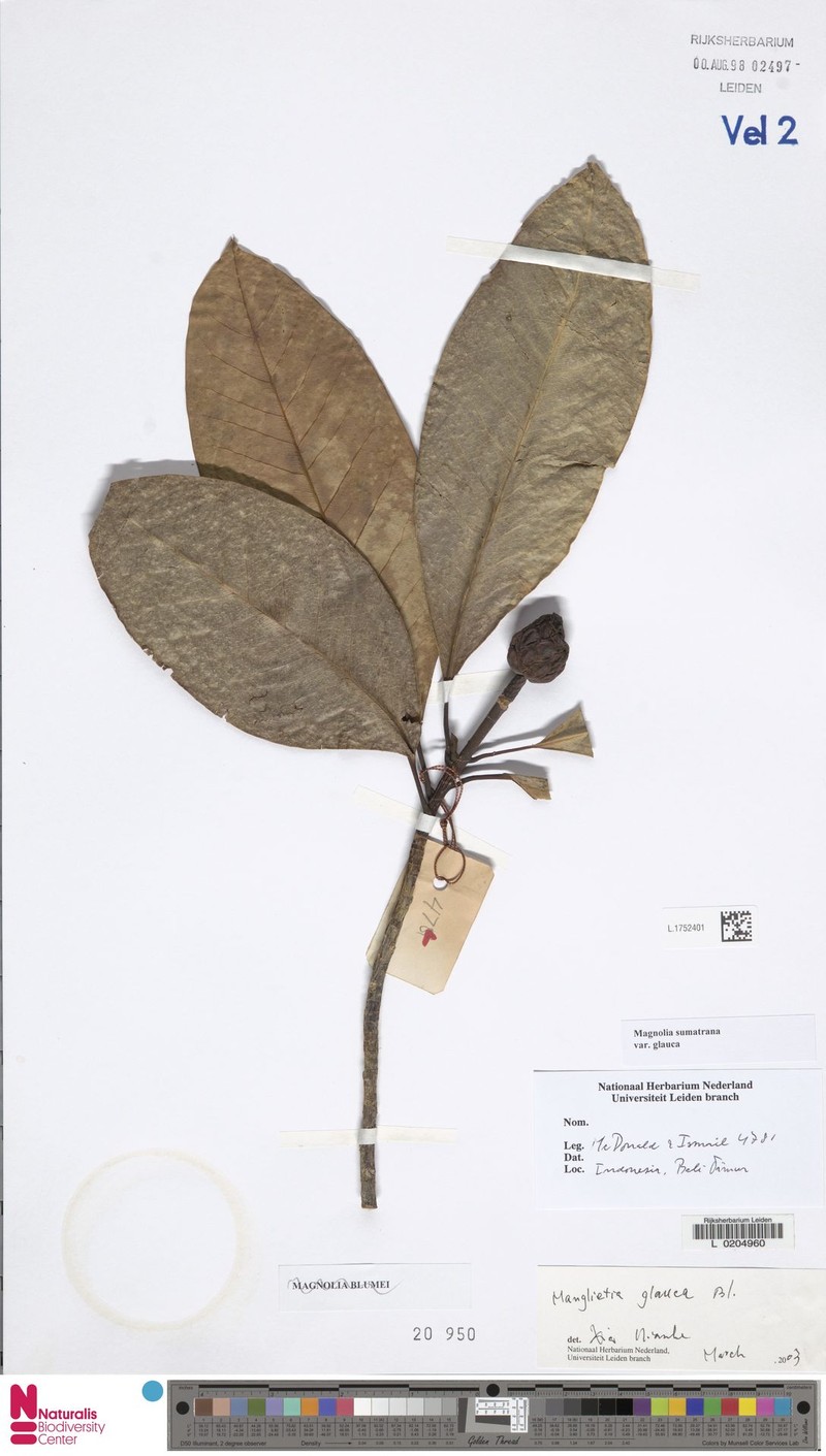 Magnolia sumatrana var. glauca photo 4