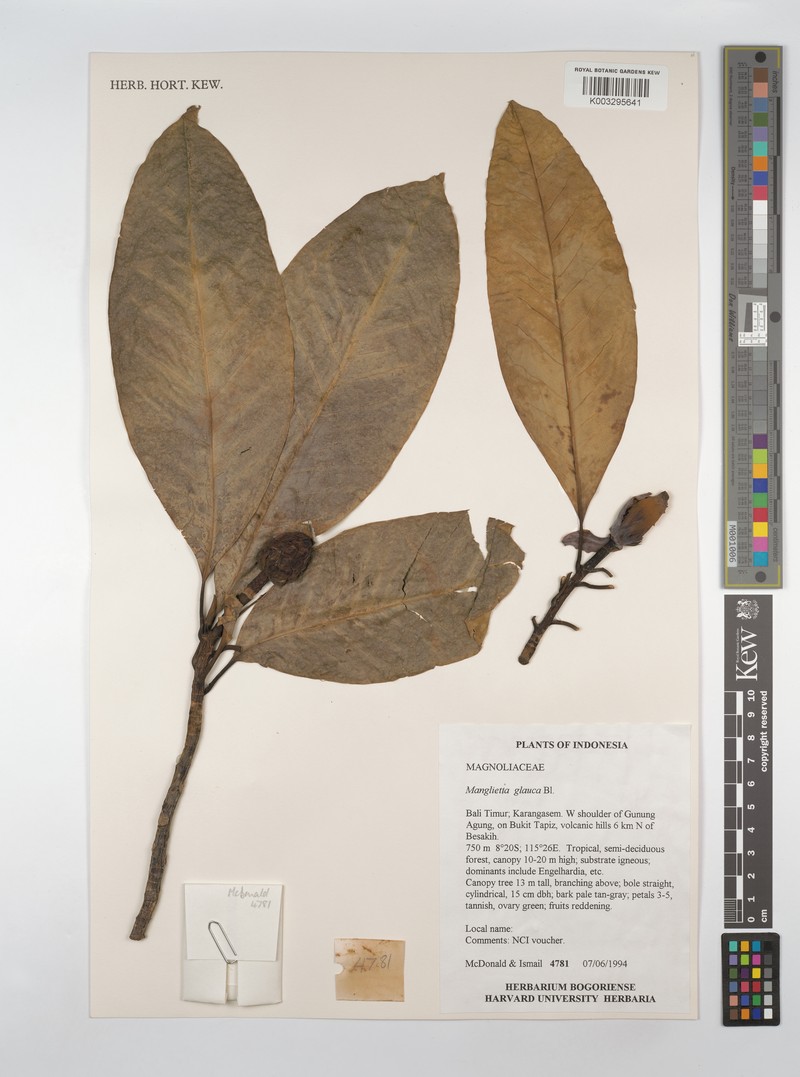 Magnolia sumatrana var. glauca photo 5