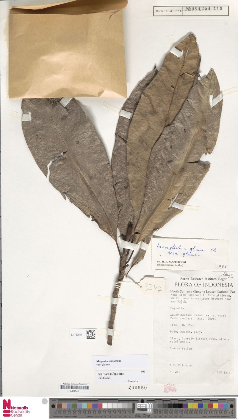 Magnolia sumatrana var. glauca photo 6