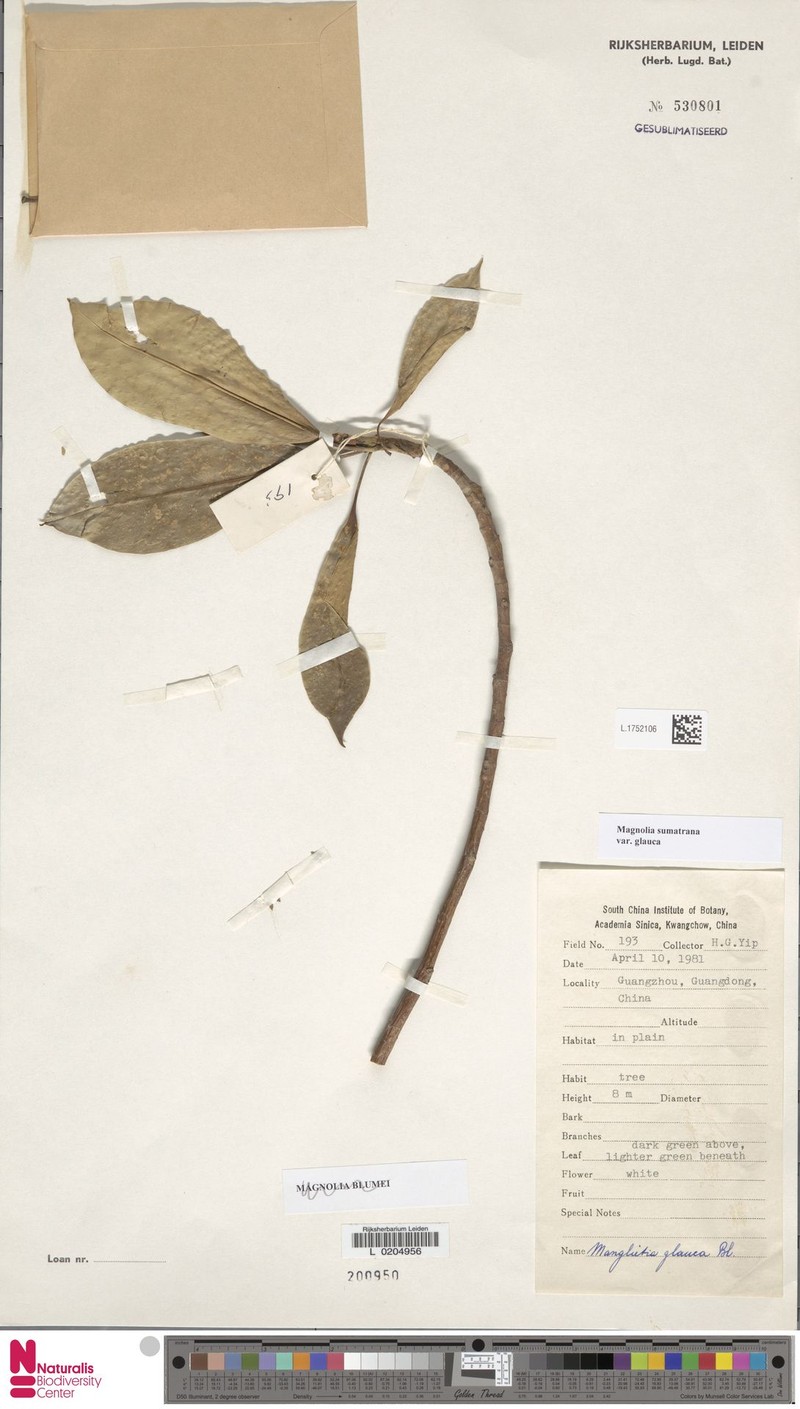Magnolia sumatrana var. glauca photo 7