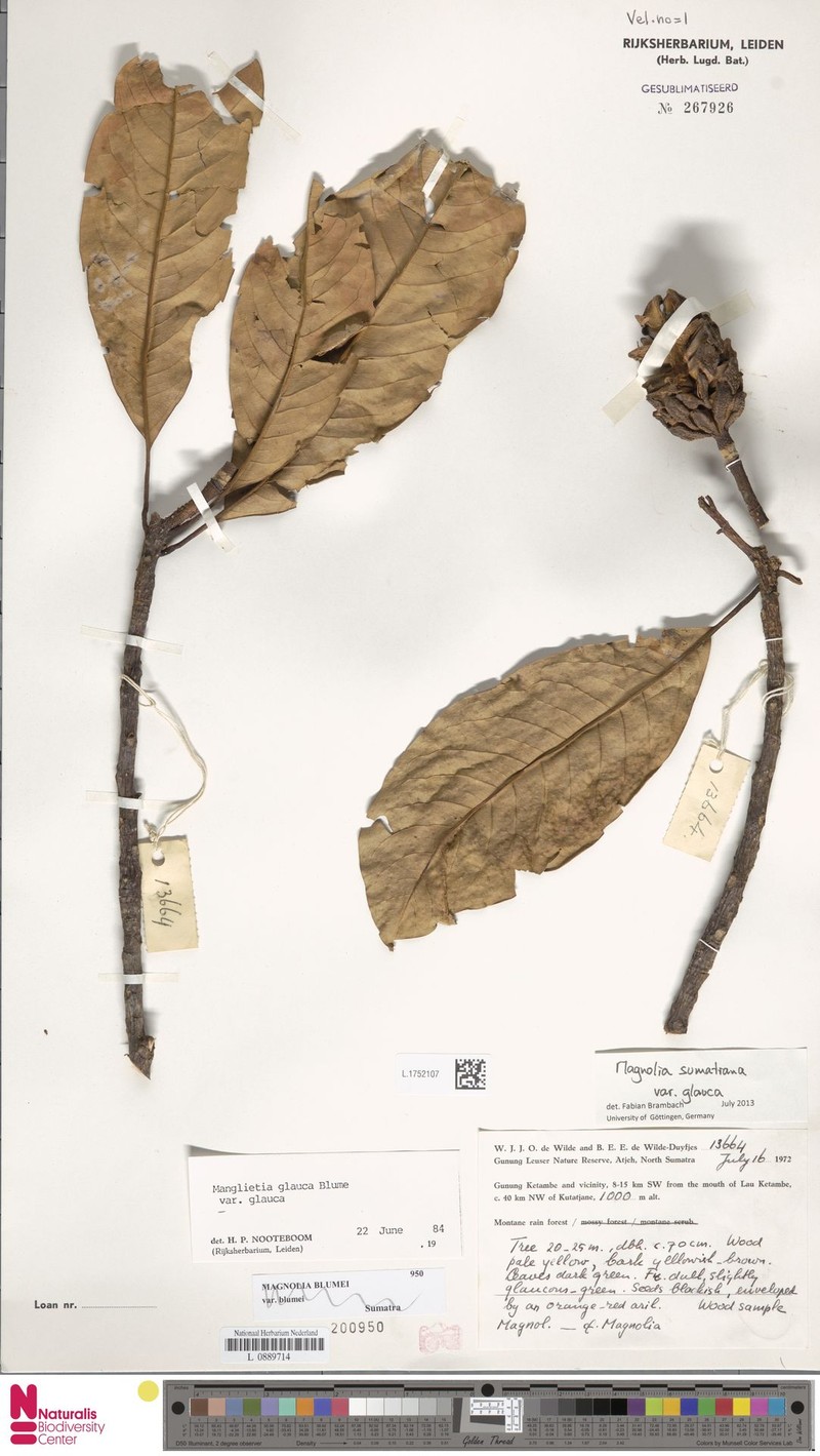 Magnolia sumatrana var. glauca photo 8