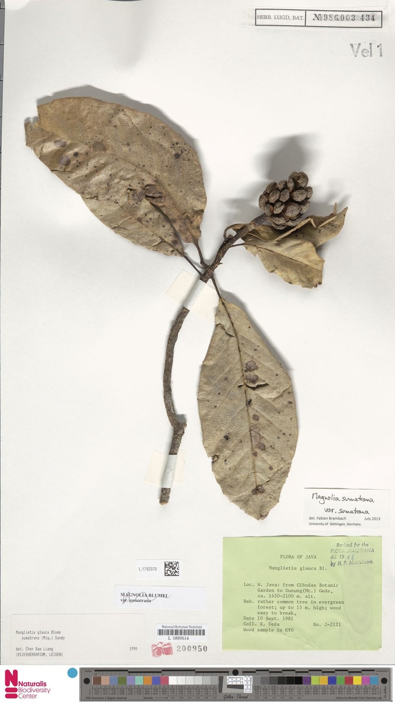 Magnolia sumatrana var. sumatrana