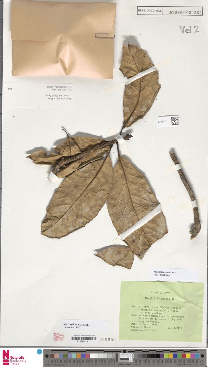 Magnolia sumatrana var. sumatrana photo 2