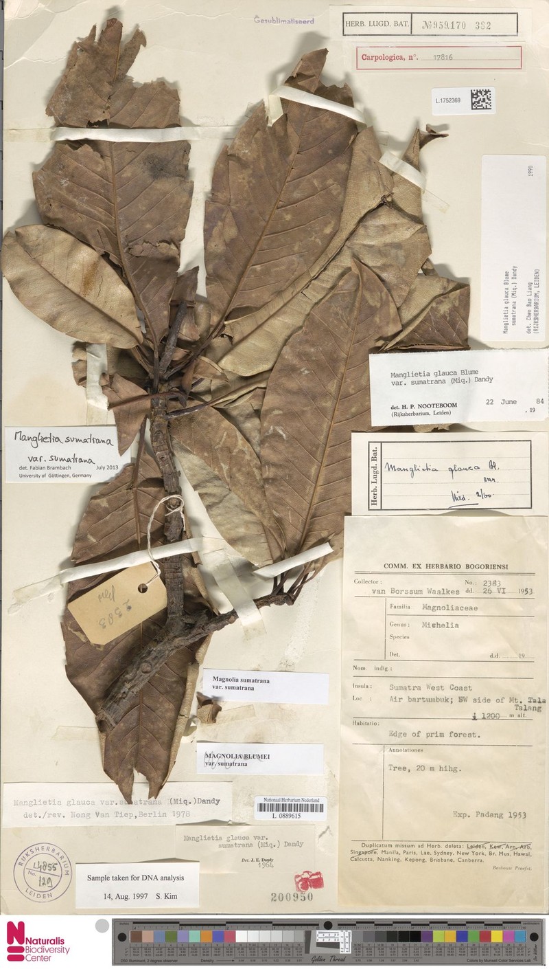 Magnolia sumatrana var. sumatrana photo 3