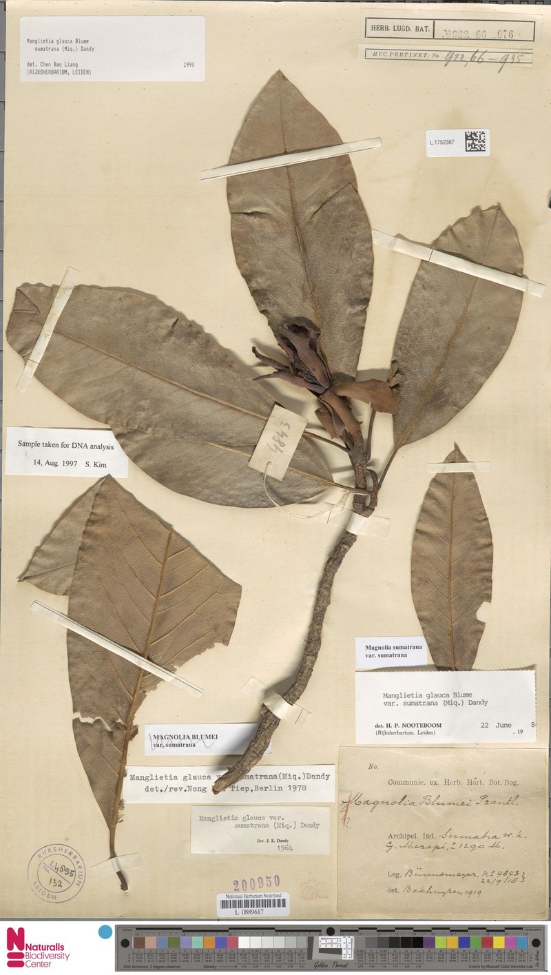 Magnolia sumatrana var. sumatrana photo 4