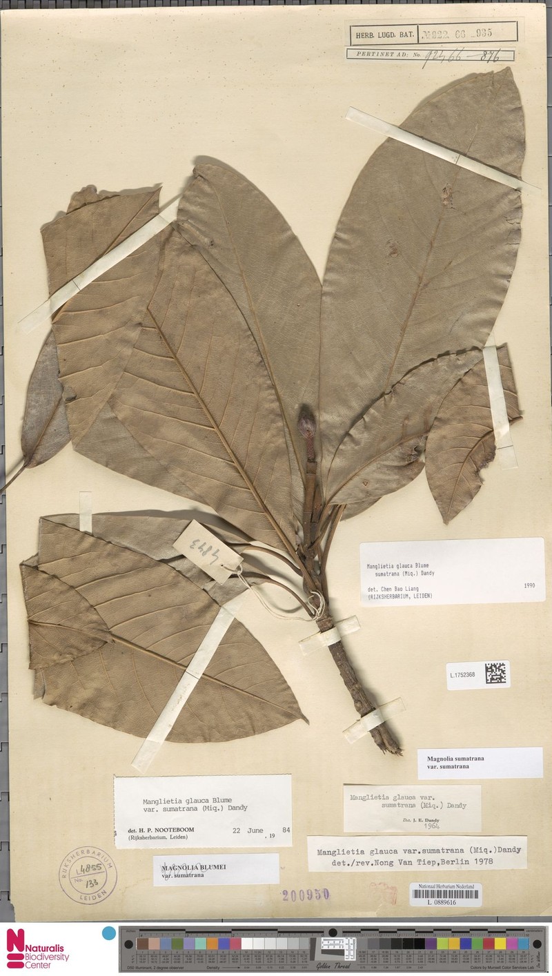 Magnolia sumatrana var. sumatrana photo 5