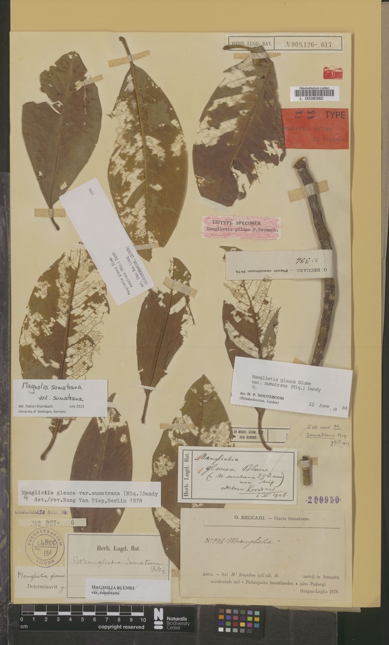 Magnolia sumatrana var. sumatrana photo 6