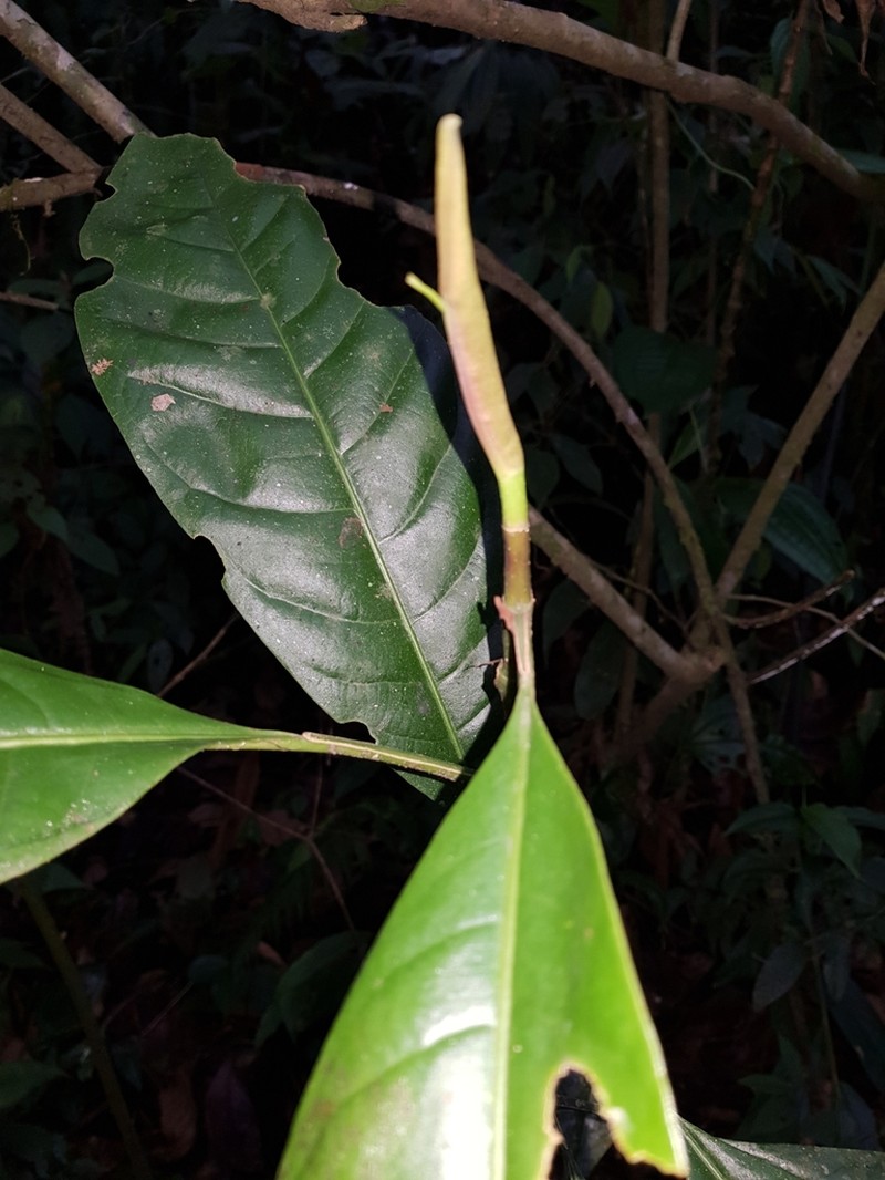 Magnolia talamancana