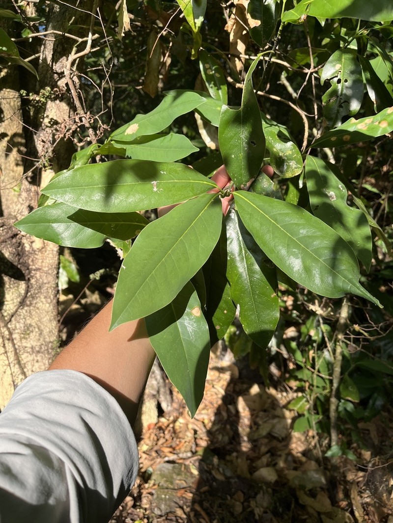 Magnolia talpana
