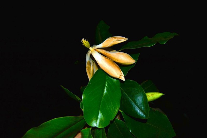 Magnolia talpana photo 2