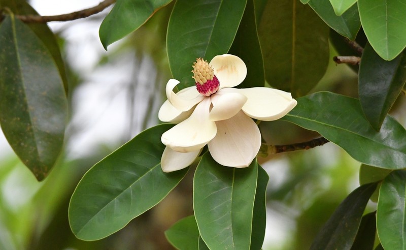 Magnolia tamaulipana photo 2